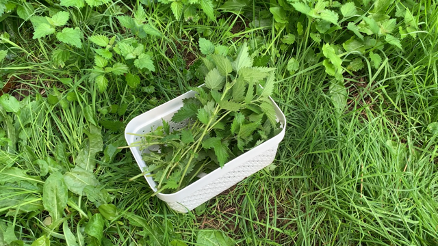 Panier rempli d'orties fraîches posé sur l'herbe verte d'un champ.